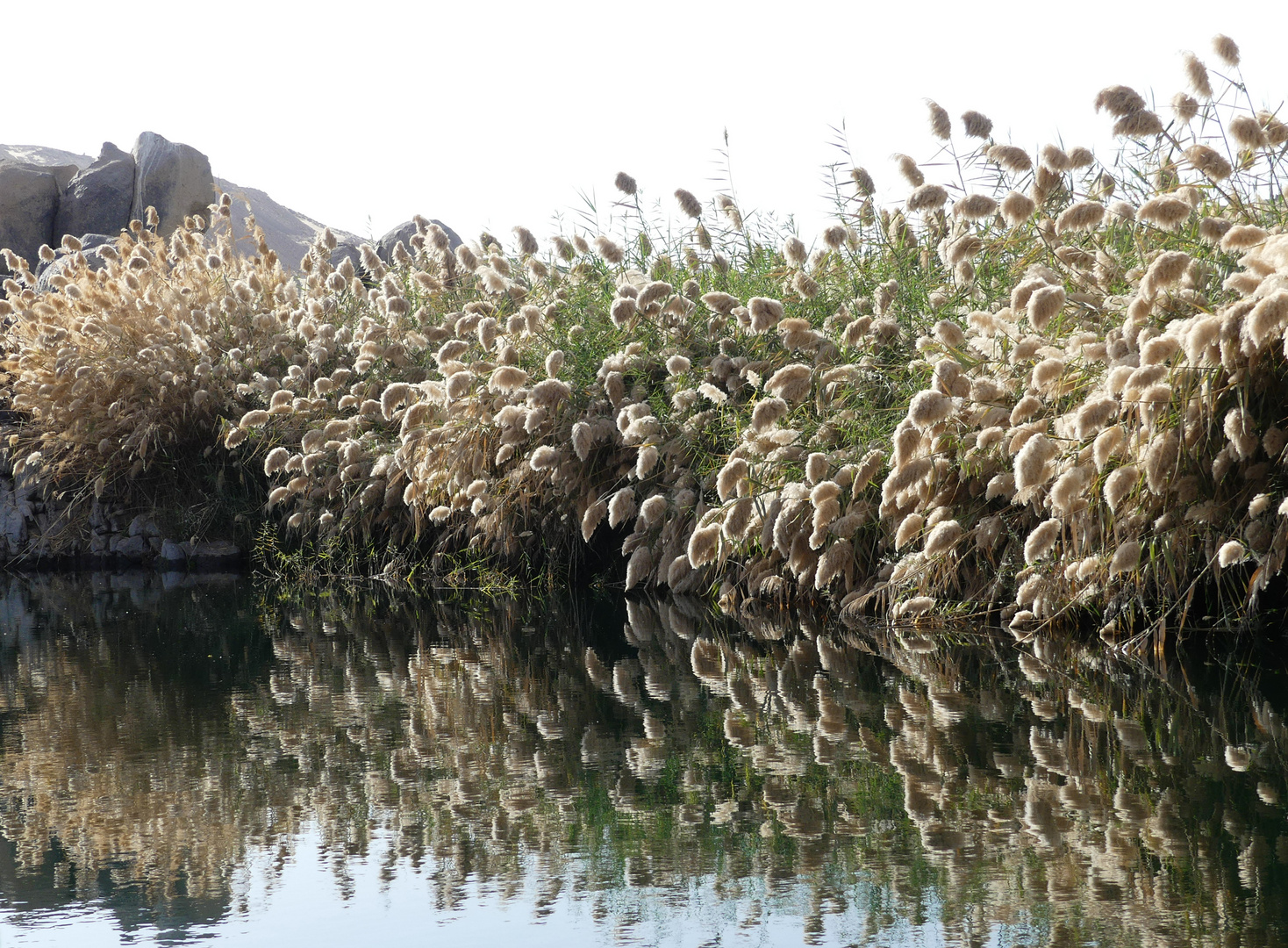 Schilfgrasspiegelung im Nil