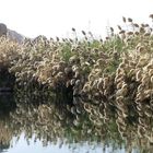 Schilfgrasspiegelung im Nil