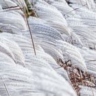 Schilfgraswedel im Wind