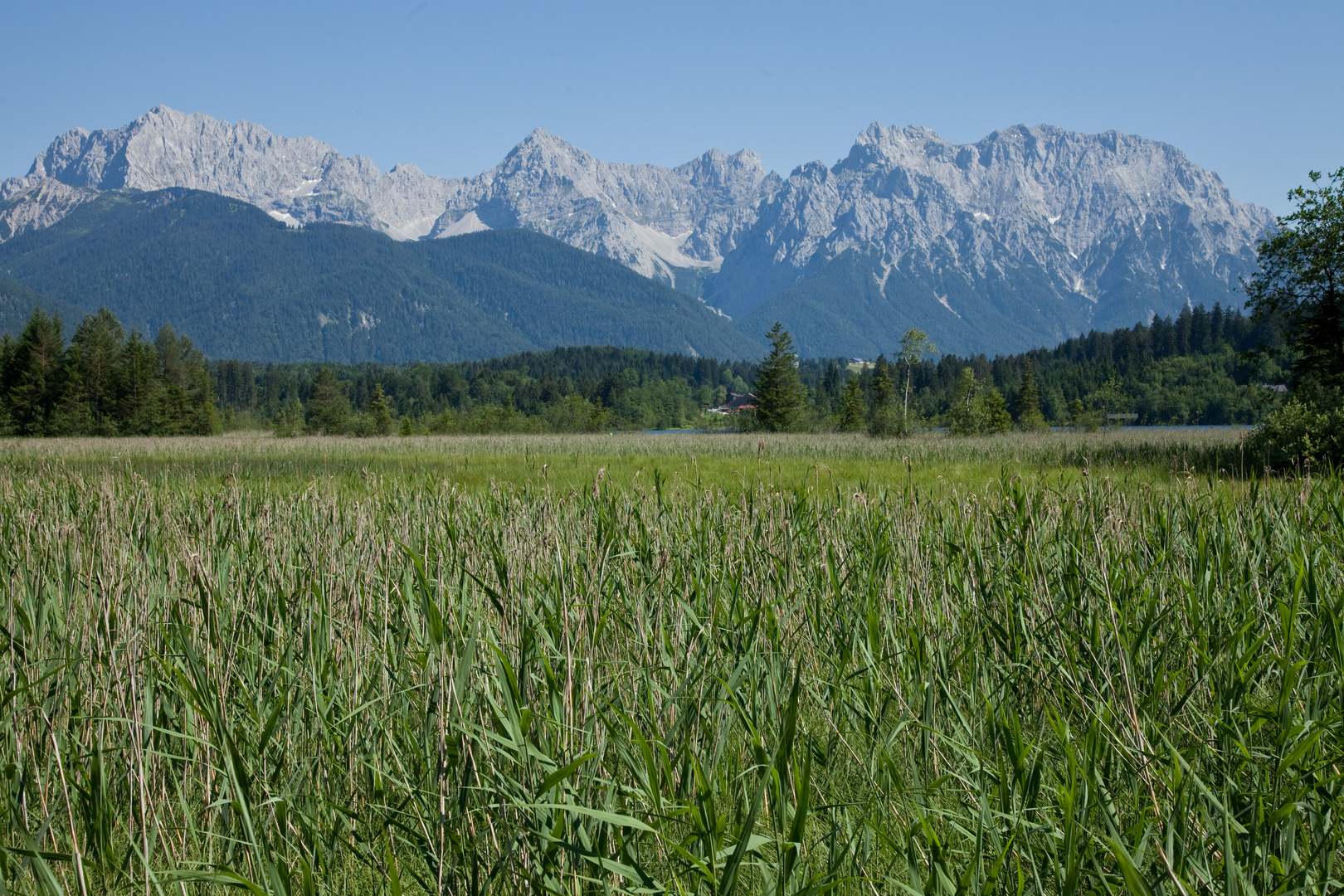 Schilfgürtel am Barmsee