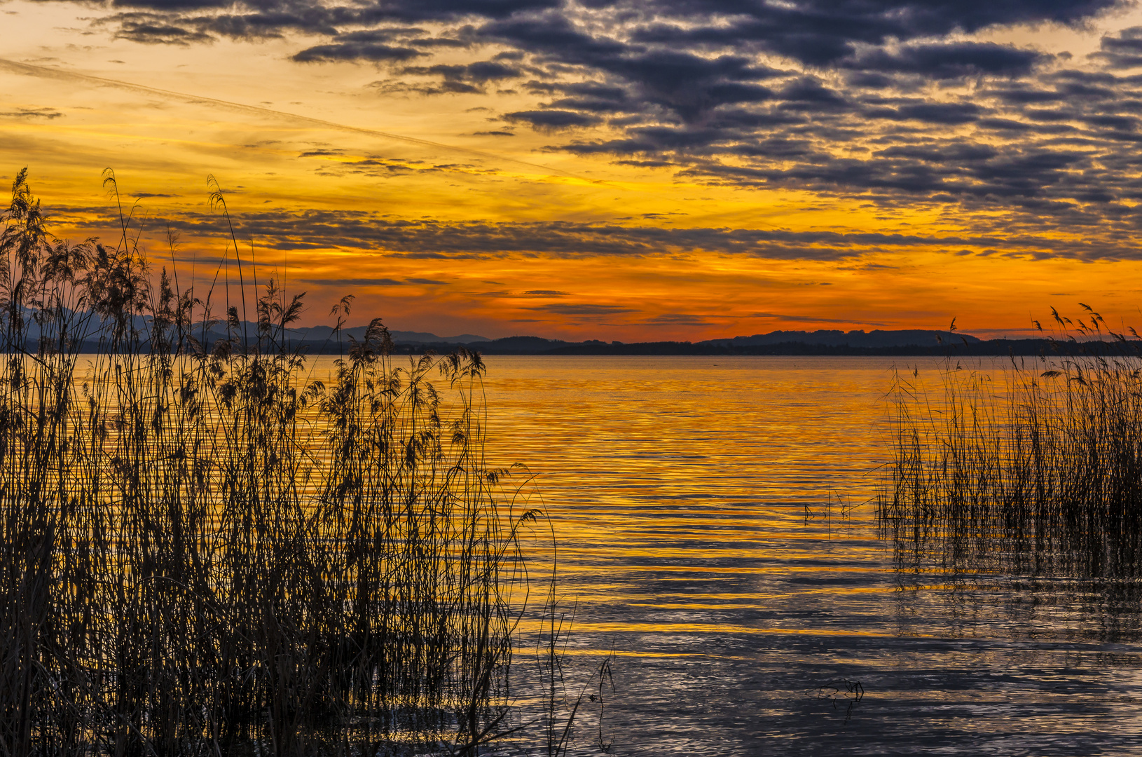 Schilfgürtel am Chiemsee