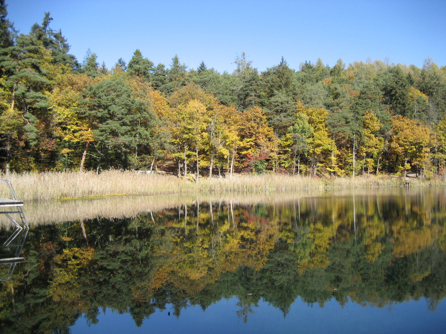 Schilfgürtel am See