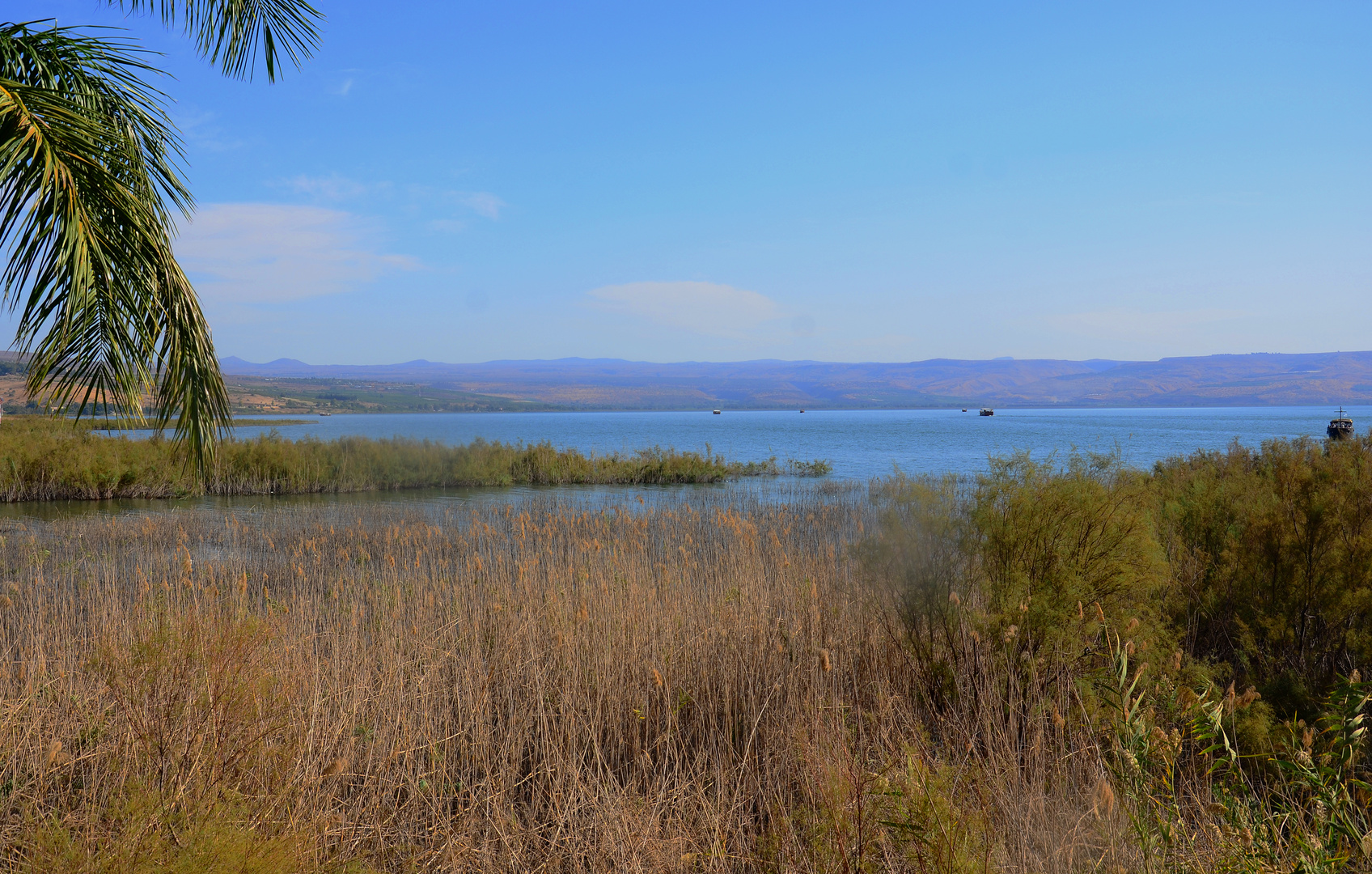 Schilfgürtel am Ufer des Sees Genezareth bei Magdala