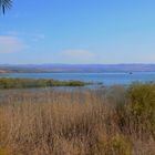 Schilfgürtel am Ufer des Sees Genezareth bei Magdala