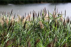 Schilfgürtel am Vogelschutzsee