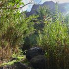 Schilfhain im Tal - La Gomera 