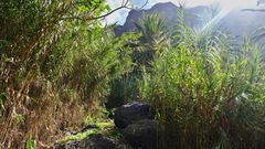 Schilfhain im Tal - La Gomera 