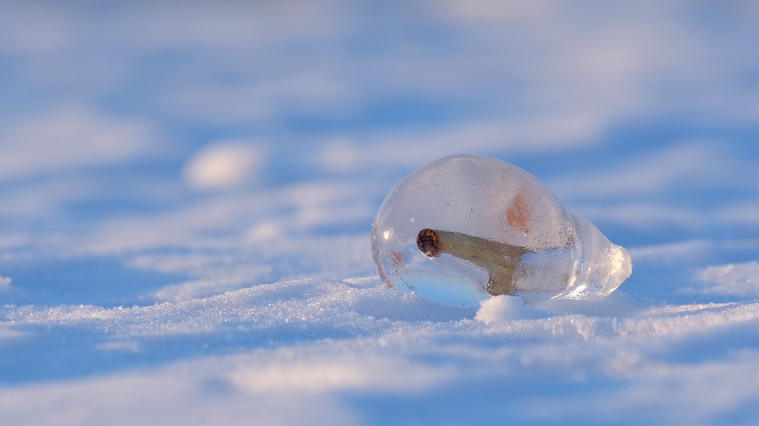 Schilfhalm im Eiskristall