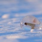 Schilfhalm im Eiskristall