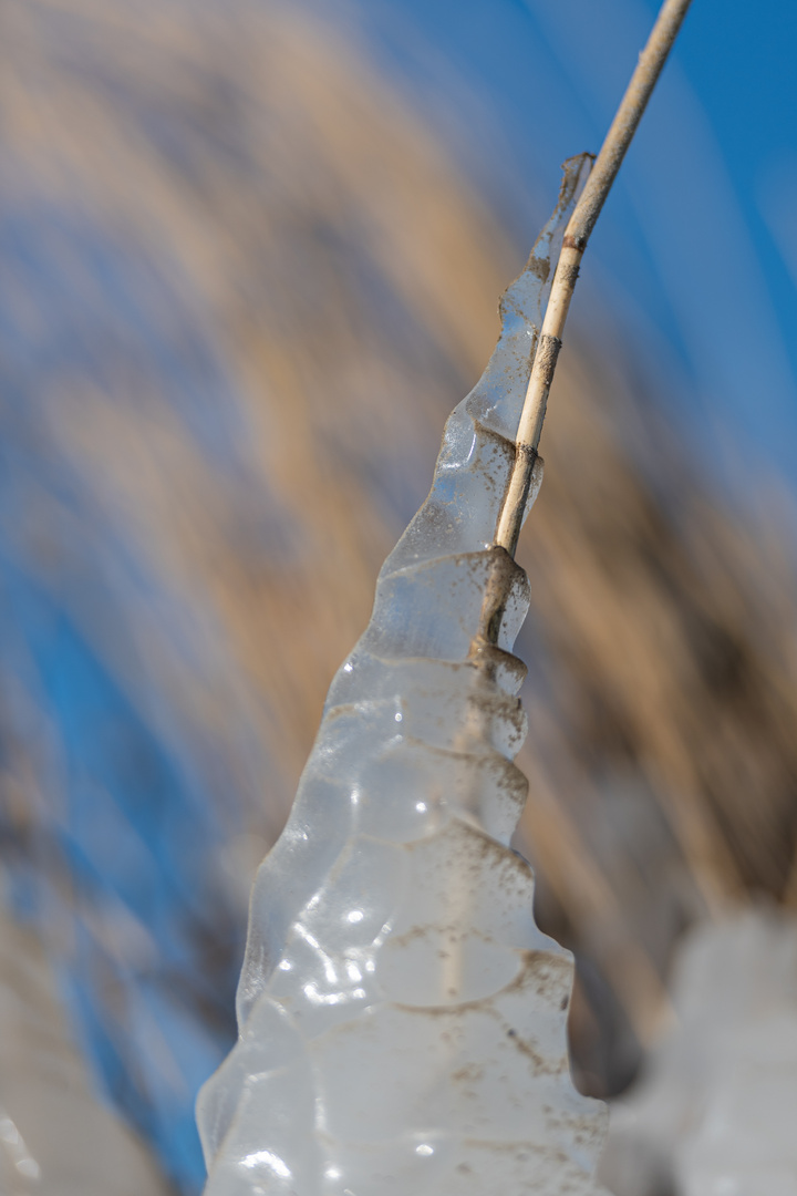 Schilfhalm im Eismantel