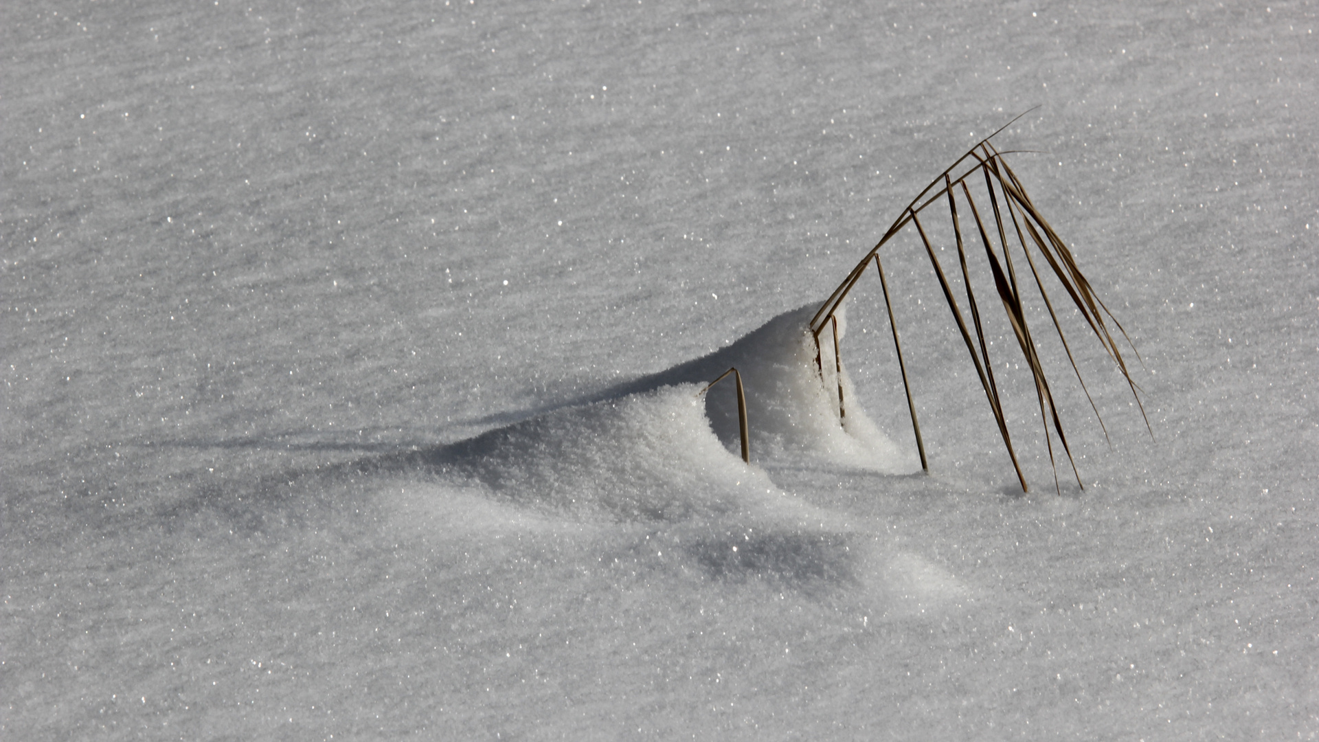 Schilfhalme im Schnee