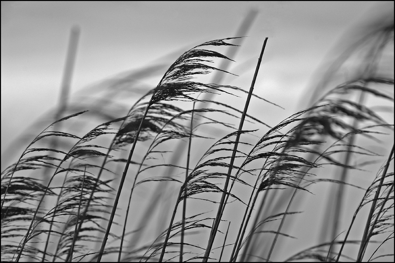 Schilfhalme im Wind