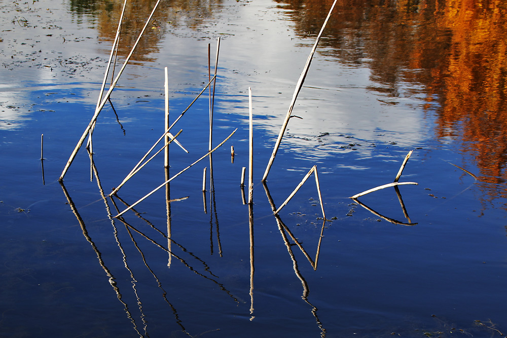 Schilfhalme in geometrischen Formen