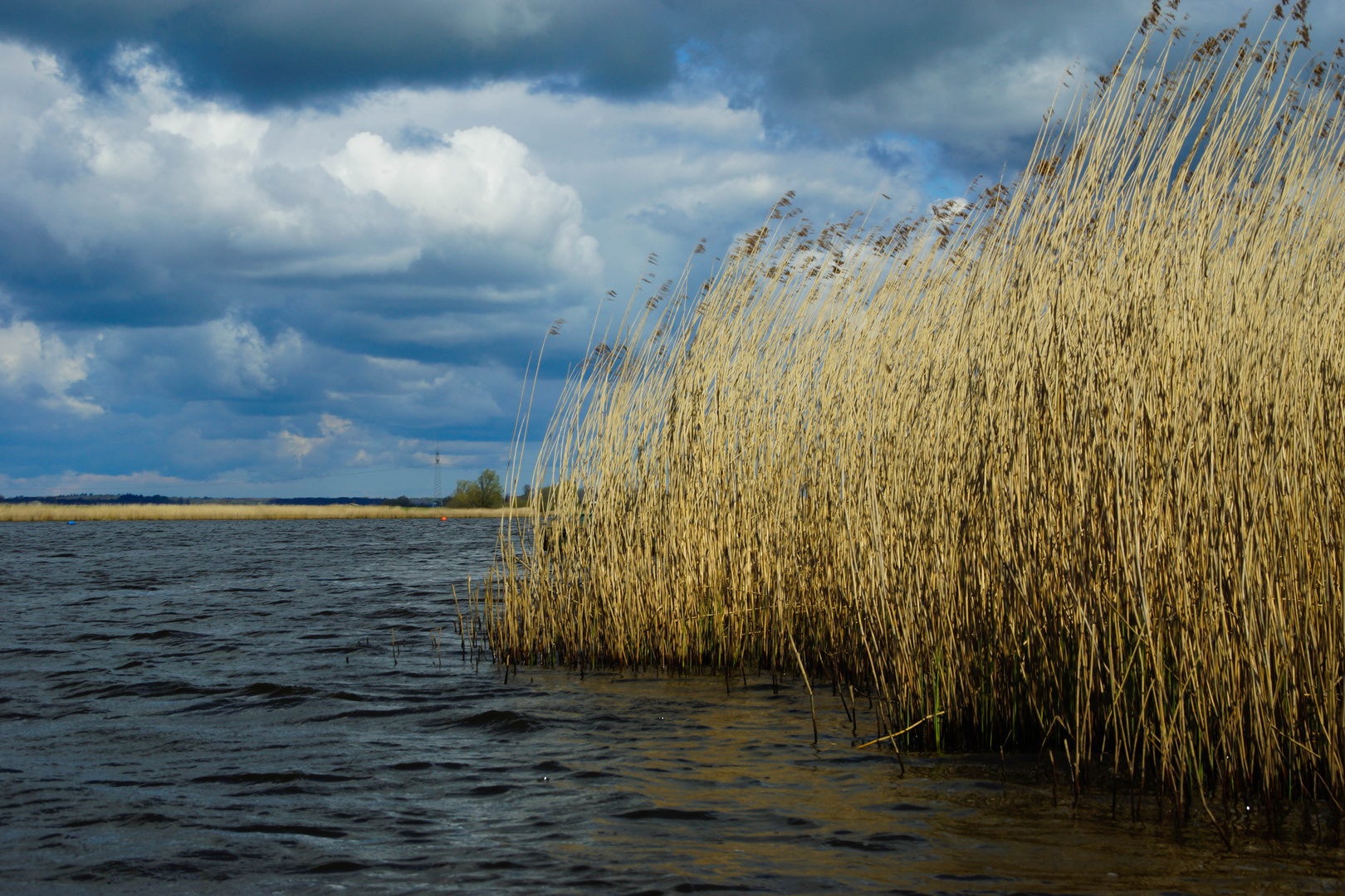 Schilfimpression am See 