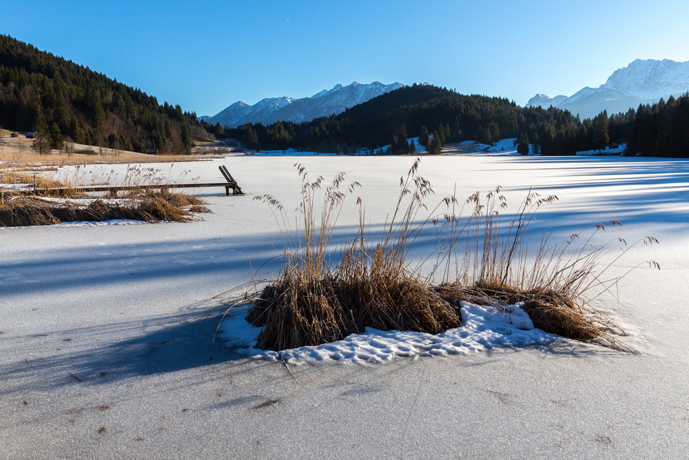 Schilfinsel im Eis