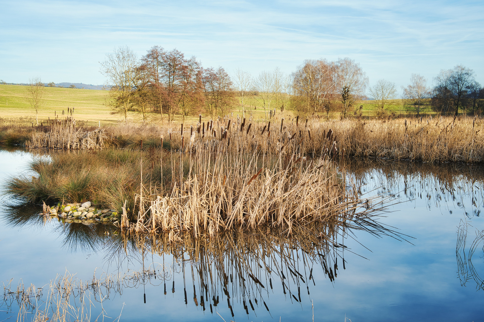 Schilfinsel im Weiher