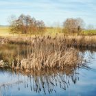 Schilfinsel im Weiher