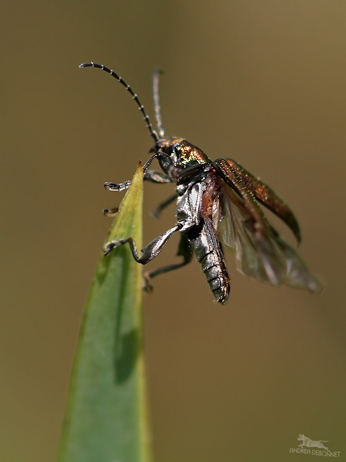 Schilfkäfer