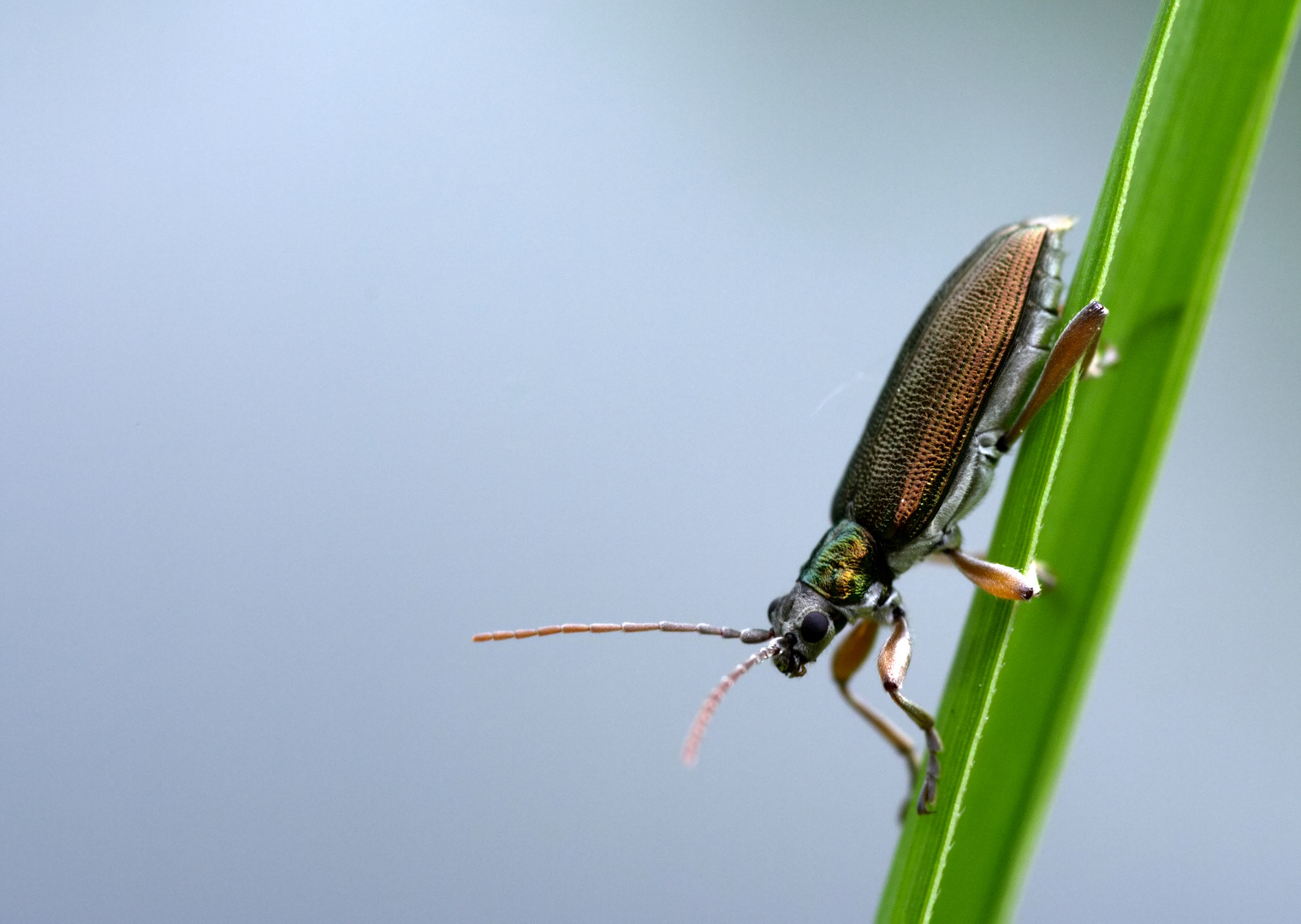 Schilfkäfer