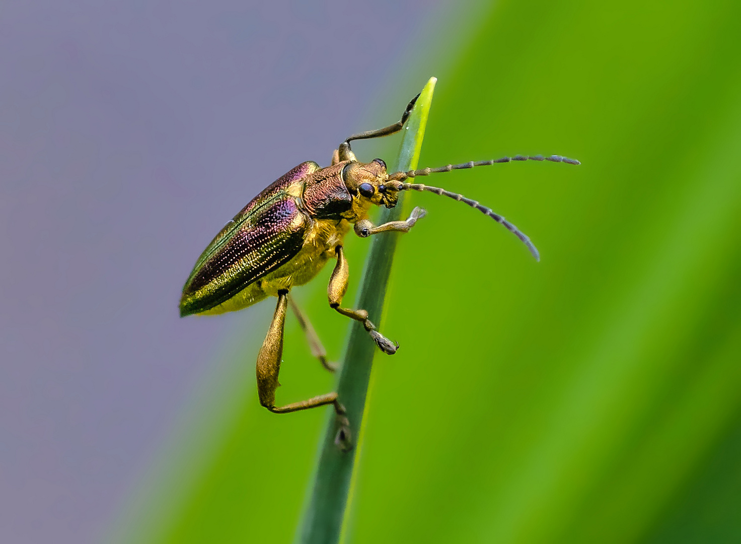 Schilfkäfer