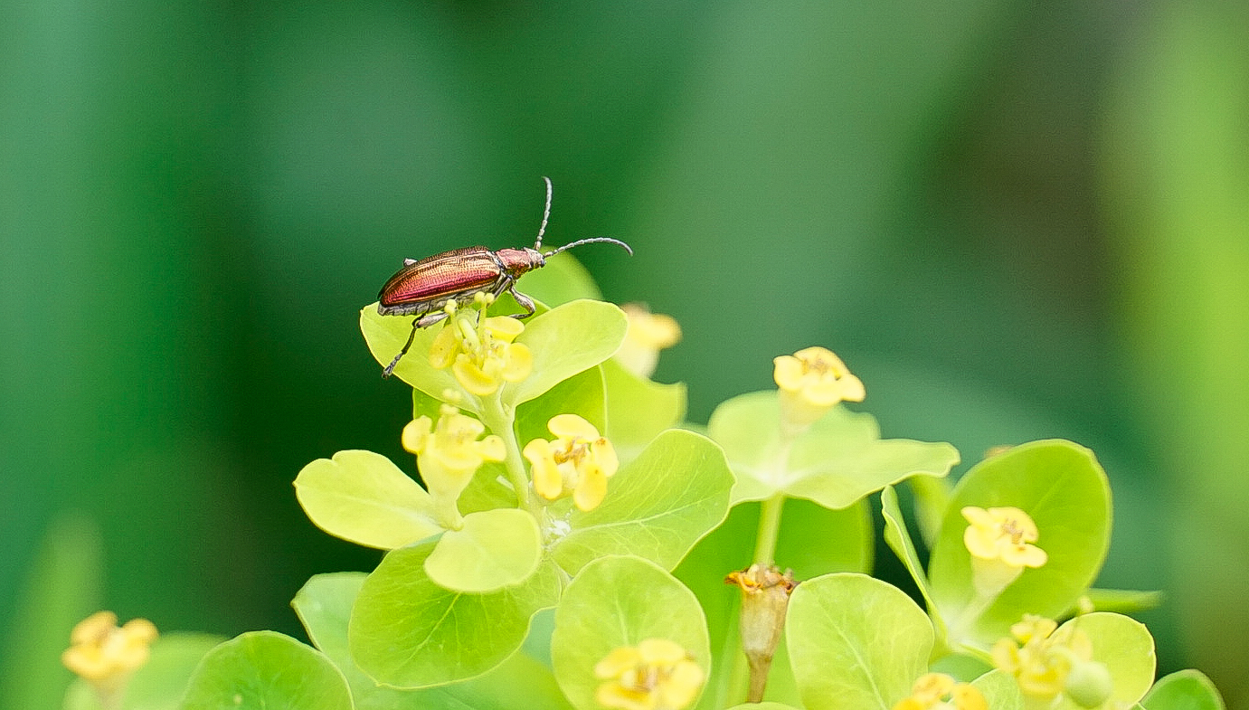 Schilfkäfer Donacia aquatica auf Sumpf-Wolfsmilch (Euphorbia palustris)