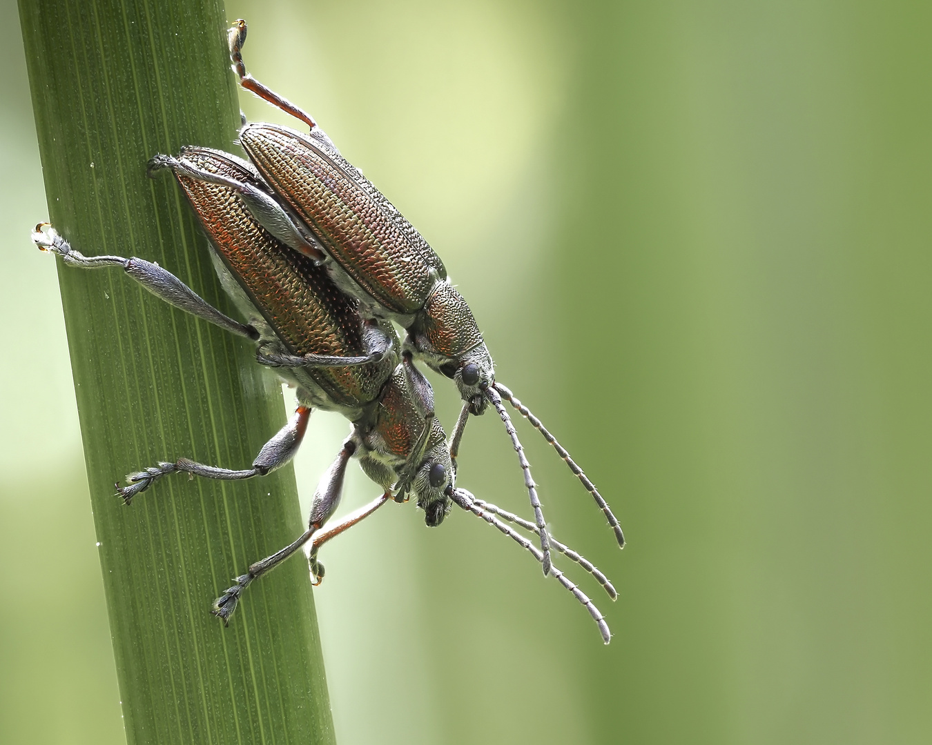 Schilfkäfer ( Donacia semicuprea ) 1cm