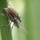 Schilfkäfer ( Donacia semicuprea ) 1cm