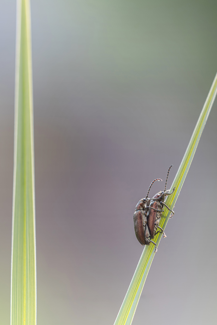 Schilfkäfer (Donacia semicuprea)