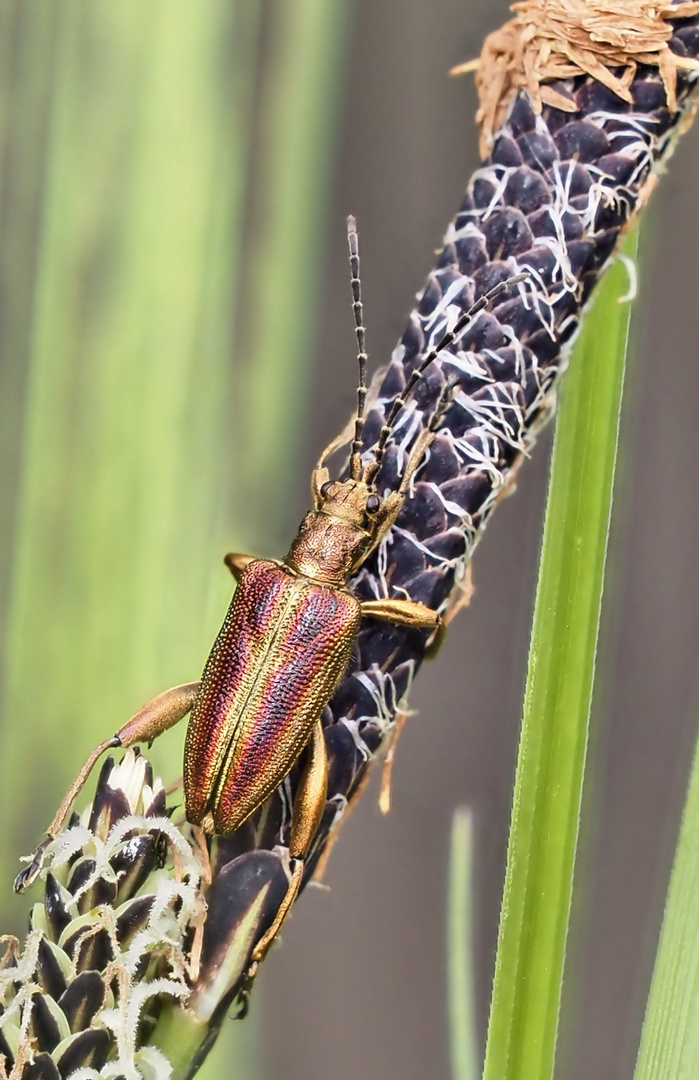 Schilfkäfer (Donacia semicuprea)