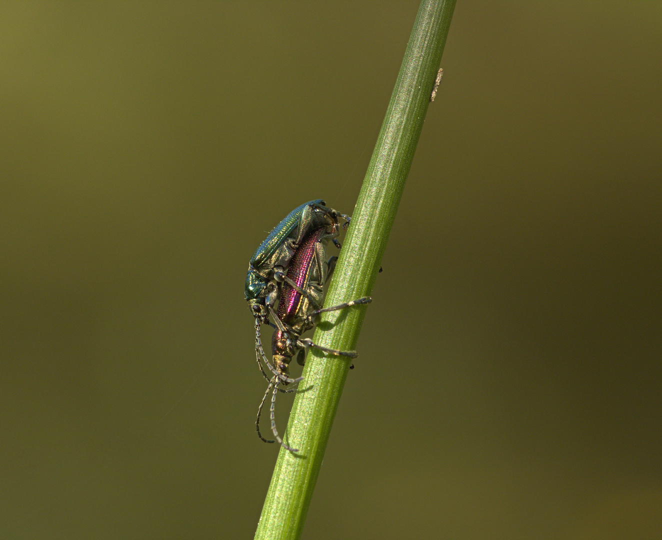 Schilfkäfer (Donacia semicuprea) bei der Paarung