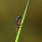 Schilfkäfer (Donacia semicuprea) bei der Paarung