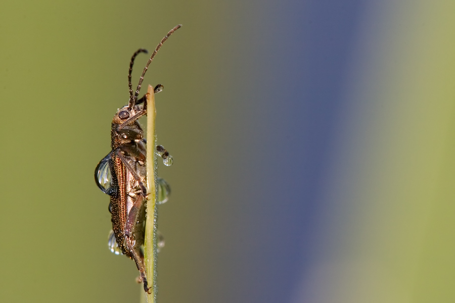 Schilfkäfer (Donacia sp.)