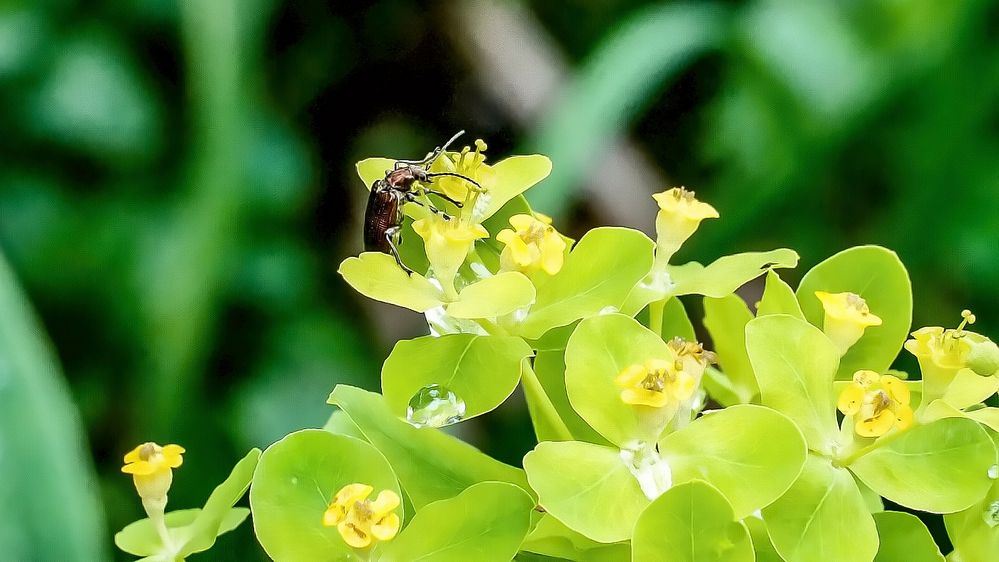 Schilfkäfer (Donacia spec.) besucht Sumpf-Wolfsmilch