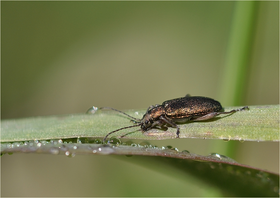 Schilfkäfer (Donacia vulgaris) ...