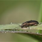 Schilfkäfer (Donacia vulgaris) ...