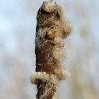 Schilfkolben im Herbstwind etwas näher