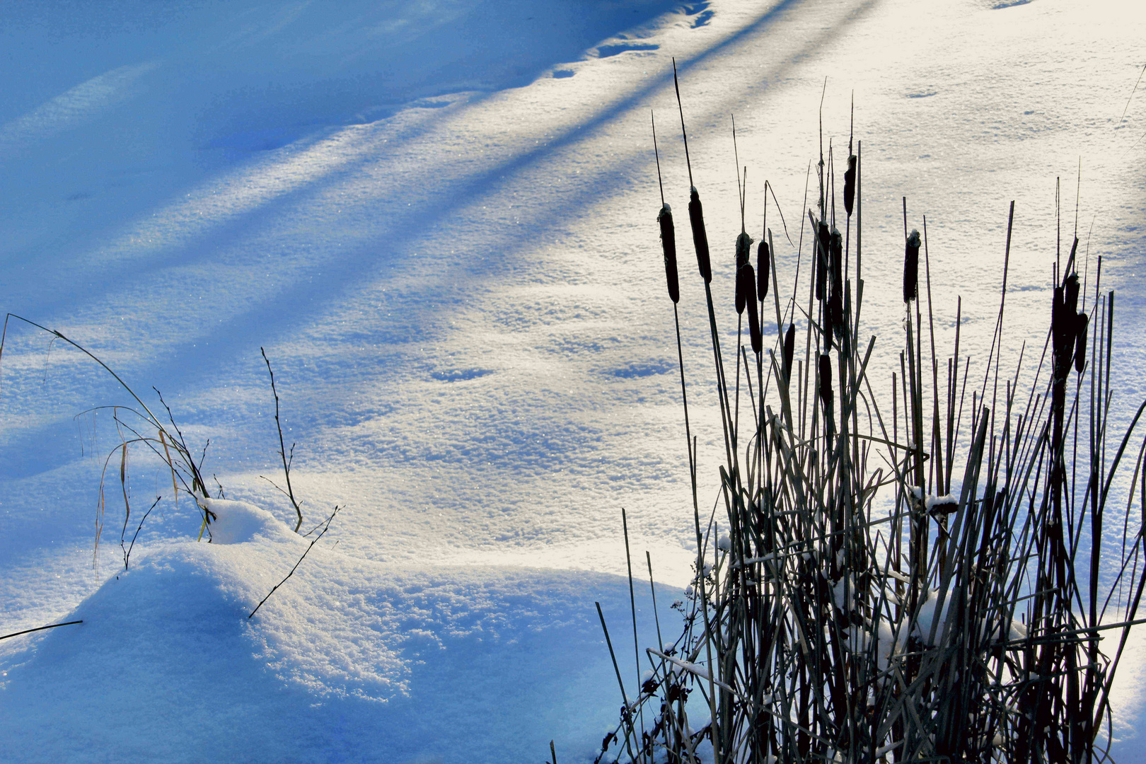 Schilfkolben im Schnee