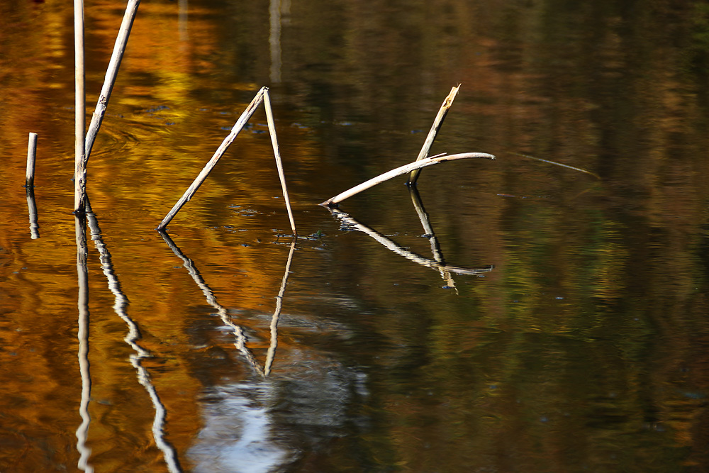 Schilfkunst......oder Geometrie in der Natur