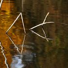 Schilfkunst......oder Geometrie in der Natur