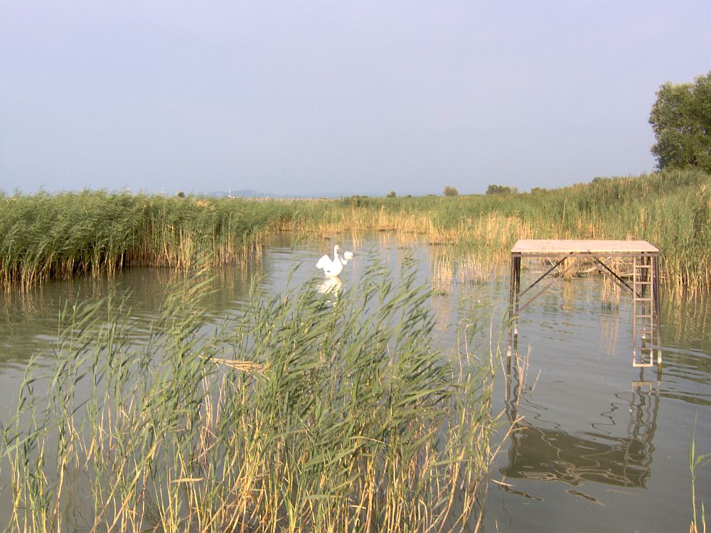 Schilflandschaft