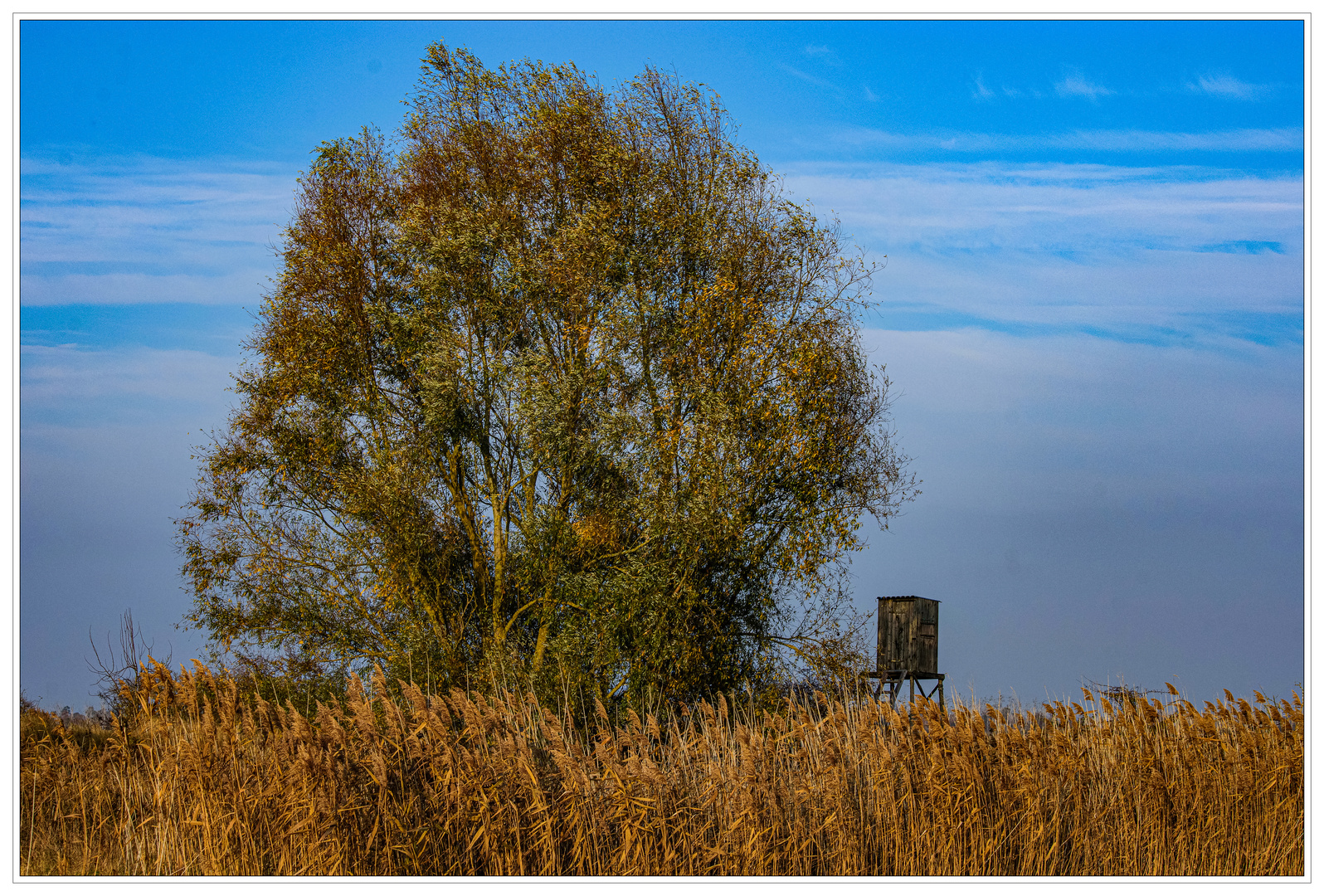 Schilflandschaft