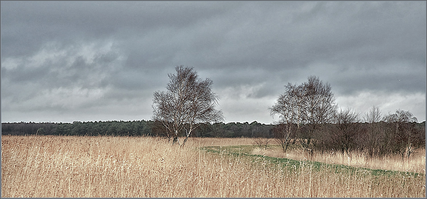 ... schilflandschaft am prerowstrom ...