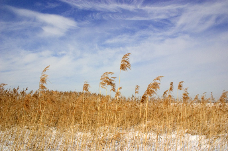 Schilflandschaft und blauer Winterhimmel