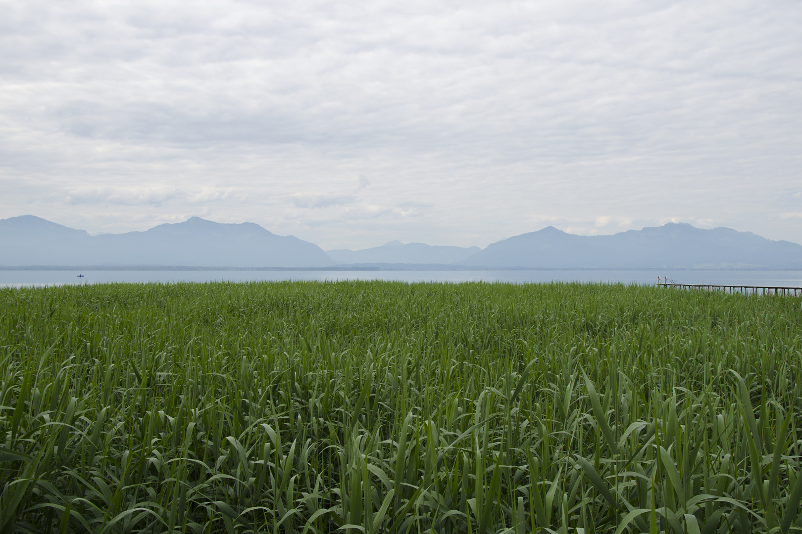 Schilfmeer am Chiemsee