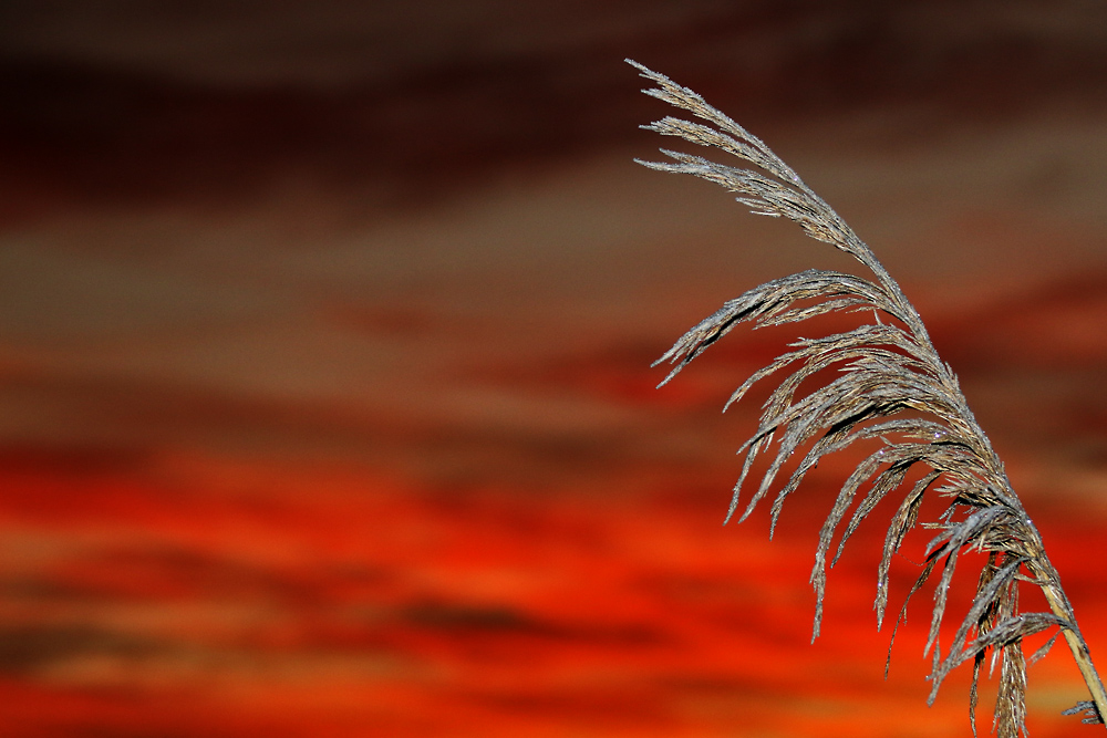 Schilfpflanze vor rötlichem Morgenhimmel