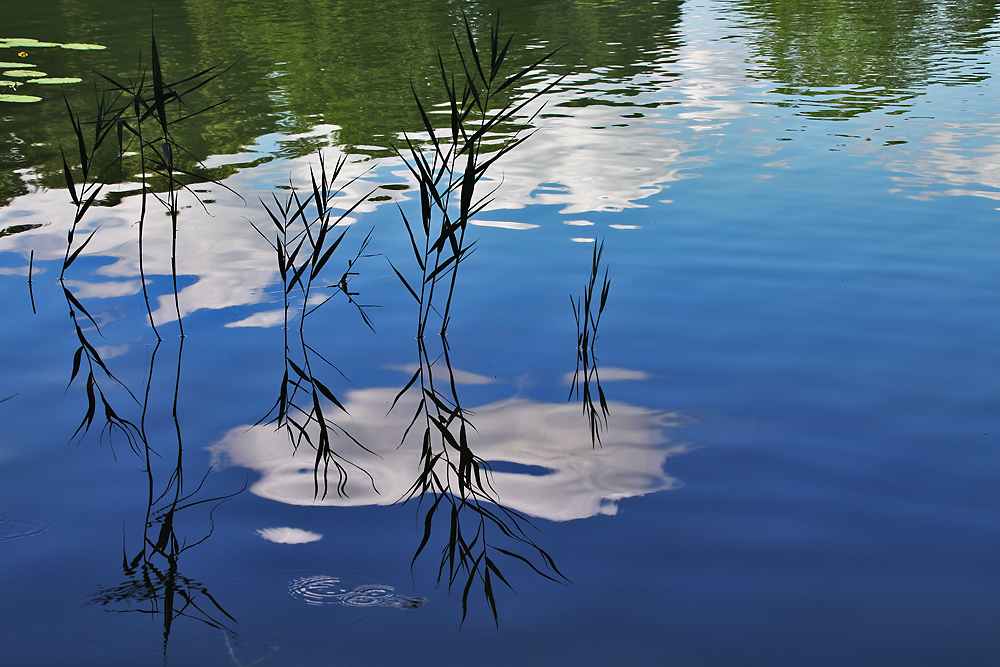 Schilfpflanzen spiegeln sich auf der Wasseroberfläche