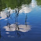 Schilfpflanzen spiegeln sich auf der Wasseroberfläche