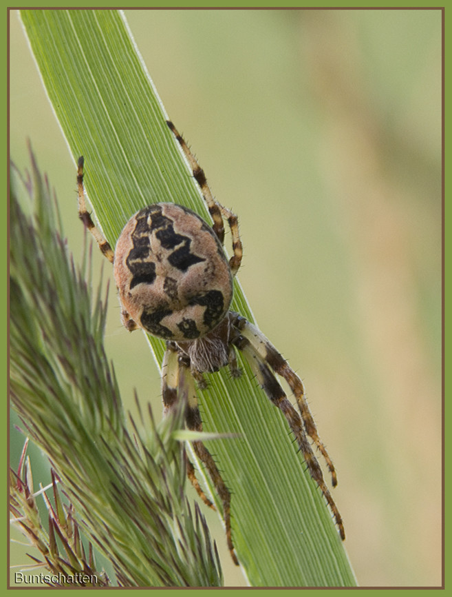 Schilfradspinne