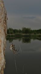 Schilfradspinne (Araneus cornutus) an Rohrkolben