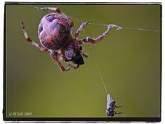 Schilfradspinne beim Frühstück